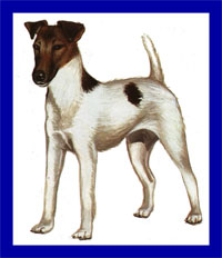 a well breed Toy Fox Terrier dog